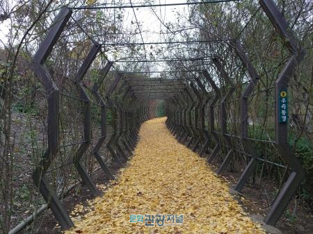 떠나는 가을 아쉽다면 울산 선암호수공원 ‘은행잎길’ 걷자