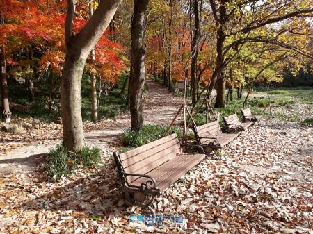 전남 영광 3대 명산에 ‘아름다운 단풍나무 명품 길’ 만든다