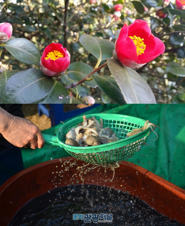 서천 동백꽃 주꾸미 축제