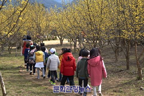 17일부터 구례 산수유꽃 축제 개막.. ‘꽃길 따라 봄 마중 오세요’