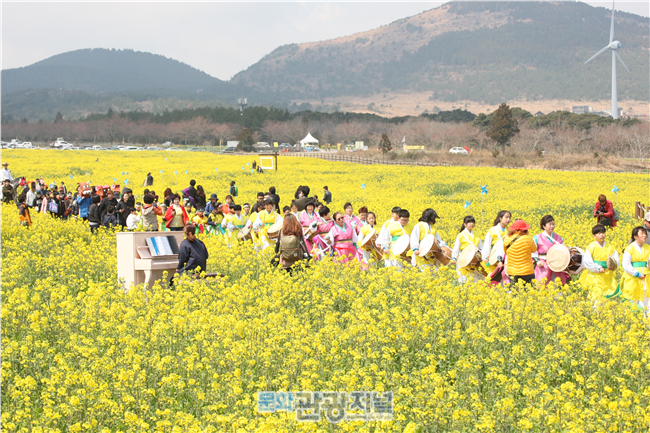 제주유채꽃축제
