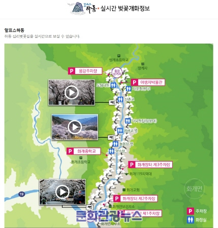 하동군, 화개장터 벚꽃개화 실시간으로 확인해요