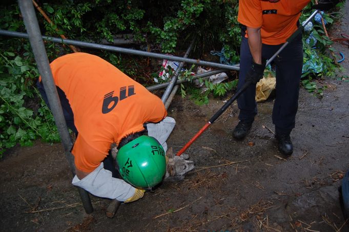 119, 단순 동물구조 신고 이제 그만