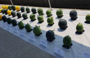 밀양시, 명품 미니수박 판로 확대