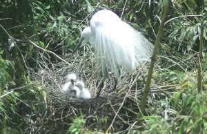 울산시 태화강지방정원에서 중백로 세 마리 태어나