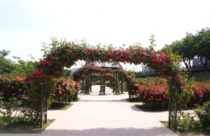 밀양강 둔치 장미, 꽃양귀비, 유채꽃단지로 볼거리 가득