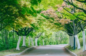 꽃길 걸으며 봄 만끽하자…서울시, 3색‘도보관광코스’소개