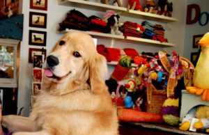 올해 국내 펫케어 시장규모 2조원 육박