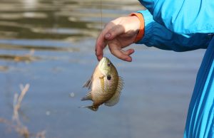 안동시, 생태계 파괴 주범 ‘블루길’,‘큰입배스’ 잡기 대회 개최