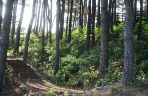 속초시, 설악산자생식물원 · 숲 박물관 인기