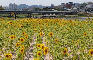 영천시, 금호강변 알록달록 꽃길