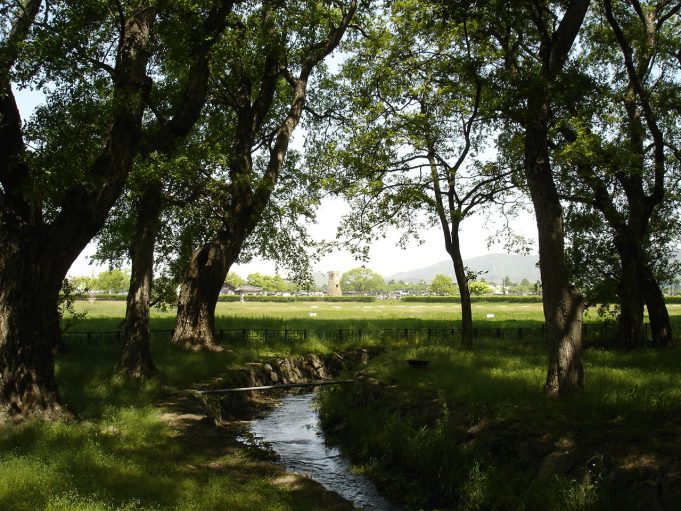 닭의 설화를 품은 숲, 계림(鷄林)