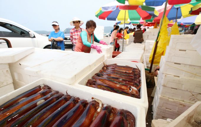 태안, 싱싱한 활어 오징어 풍년