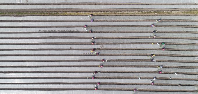 하늘에서 본 양파 모종 심기