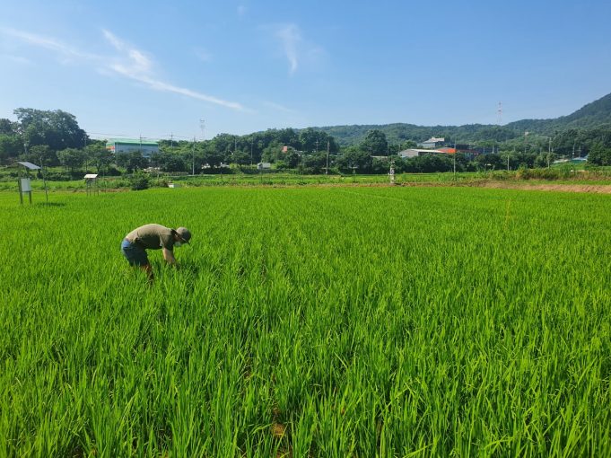 벼 도열병 등 농작물 병해충 예찰·현장 지도 강화
