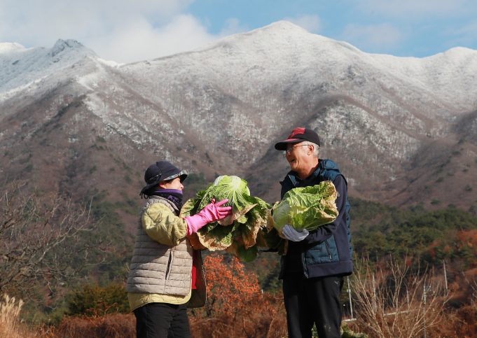 김장배추 수확한 ‘ 노부부’의 행복한 웃음