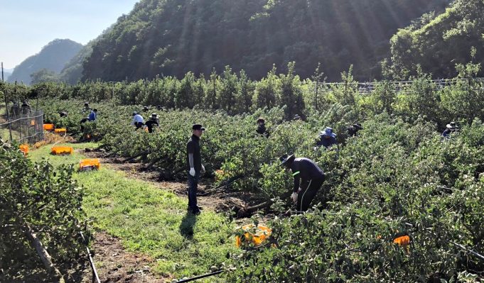 영천시, 태풍 ‘힌남노’ 농작물 피해 복구 긴급 인력 지원