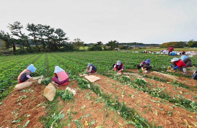 태안군, 황토 총각무 본격 출하!