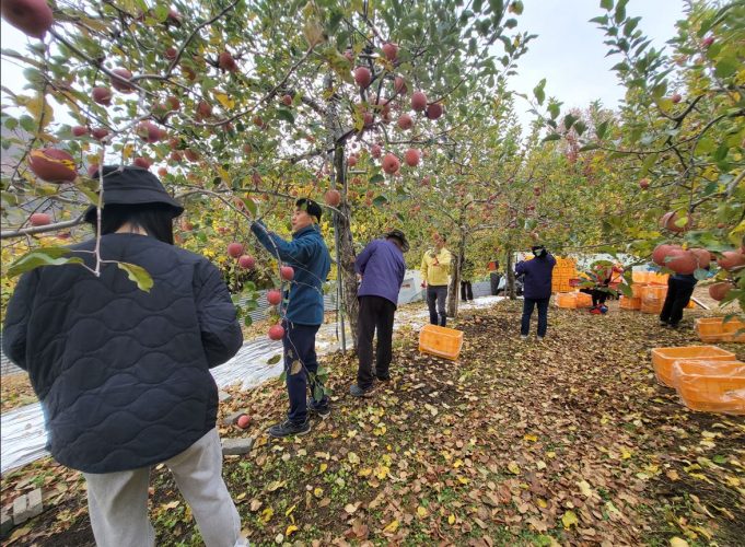 밀양시 산외면, 농촌일손돕기로 농가 걱정 덜어