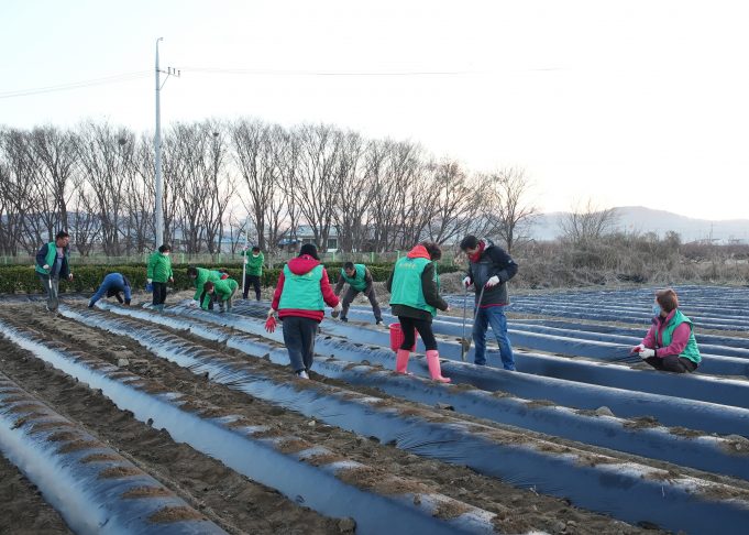 영천시, 이웃사랑 실천을 위한 감자심기 활동 펼쳐