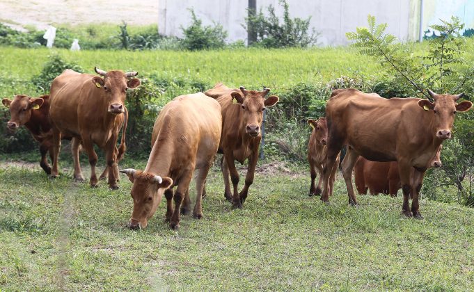 ‘함평군, 축산업 육성 및 지원에 관한 조례’ 제정