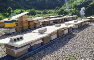 함평군, “꿀벌 질병 예방” 양봉농가에 방역 약품 공급