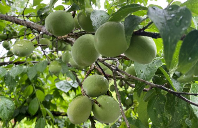 하동군, ‘여름철 건강지킴이’ 매실 본격 출하