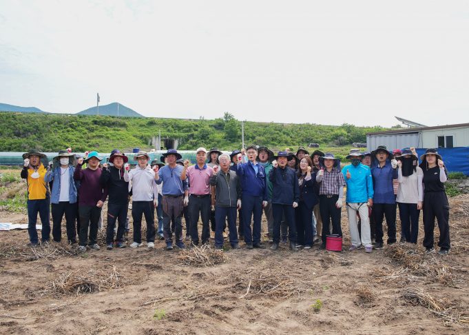 영천시, 민관군이 함께 하는 희망찬 마늘들녘