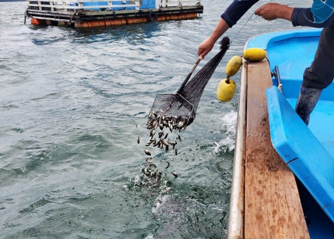 하동군, 6개 해역에 치어 119만마리 방류