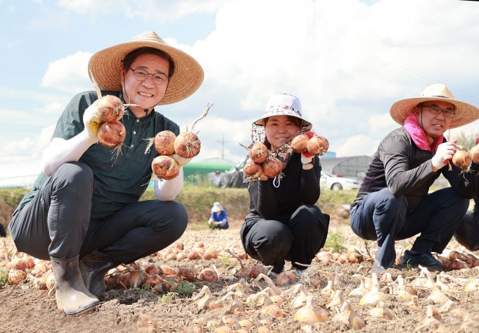 함양군, 양파농가 등 농촌일손돕기 나서