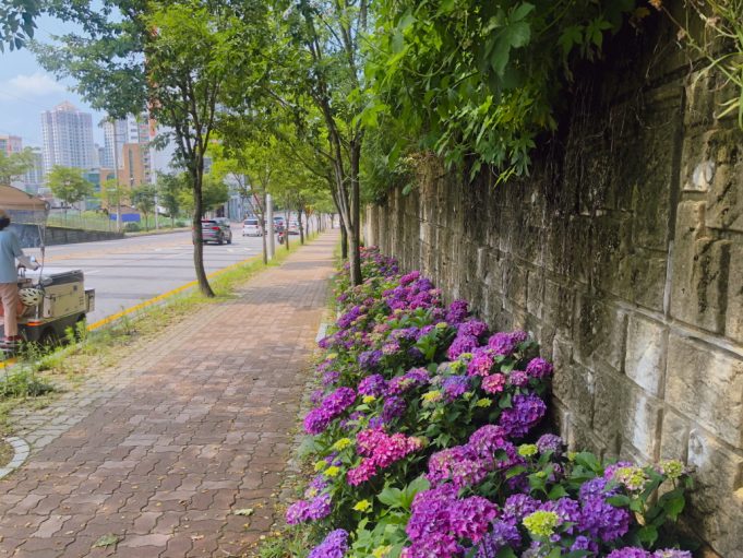 광주시, ‘걷고 싶은 우수 가로수길’ 선정