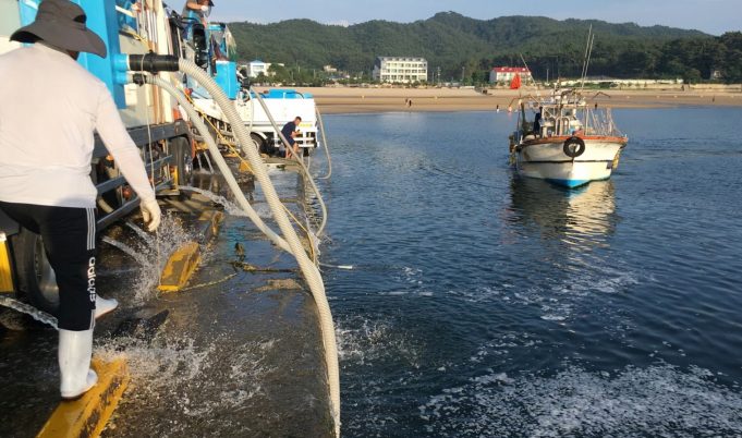 태안군, 올해 대하·꽃게 등 2766만 마리 방류