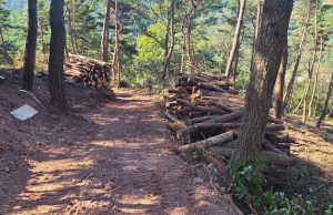 의령군, 대대적인 ‘숲 가꾸기 사업’ 추진