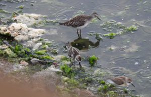 울주군 서생 솔개공원, 국제보호조류 중간 기착지 확인