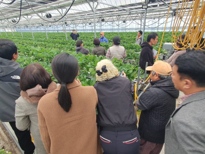 함평군, 전남 TOP 딸기 경영모델 실용화 연시회 개최
