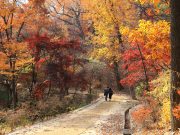 전통의 심장, 종로에서 케이팝의 영혼을 만나다