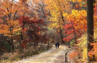 전통의 심장, 종로에서 케이팝의 영혼을 만나다