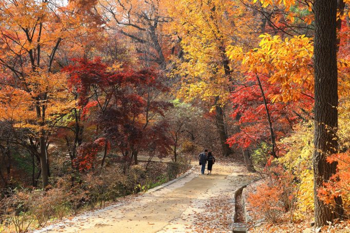 전통의 심장, 종로에서 케이팝의 영혼을 만나다