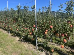 포항시, 2년 연속 스마트 과수원 특화단지 선정…과수산업 경쟁력 강화