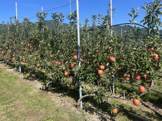 포항시, 2년 연속 스마트 과수원 특화단지 선정…과수산업 경쟁력 강화