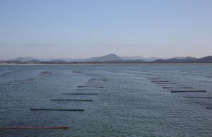 전 세계 입맛 사로잡은 충남 김, 수출액 역대 최고 기록